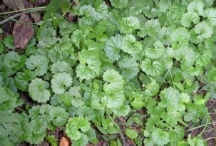 中医炮制：[57]金钱草的炮制方法