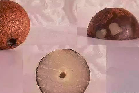 白玉菩提和菩提根的区别图片