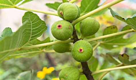 无花果味道如何用文字描述