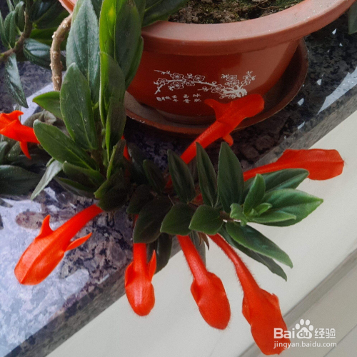 秋天养金鱼吊兰要注意些什么？