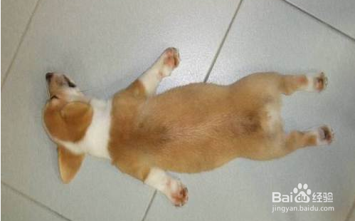 柯基犬掉毛怎么办，两分钟解决你的烦恼~