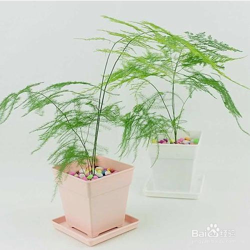 怎么养殖文竹?