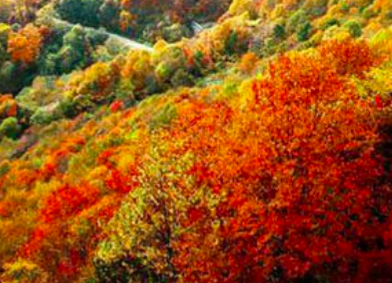 香山公园银杏树在哪里