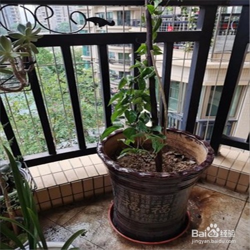 炮仗花如何扦插成活率高