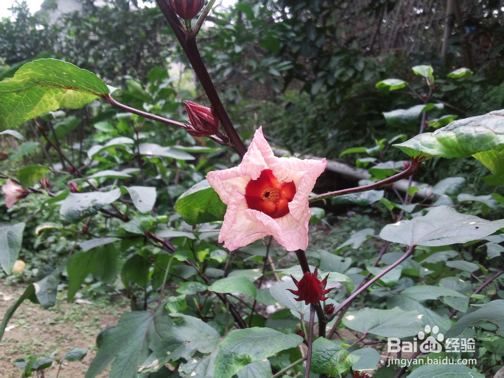 广西柳州三江侗族自治县游记：[2]丹洲古城