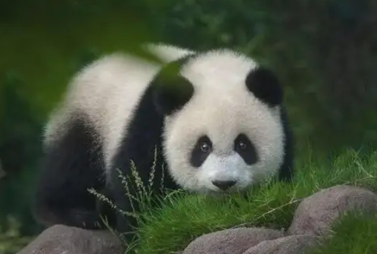 大熊猫这种动物会吃肉吗