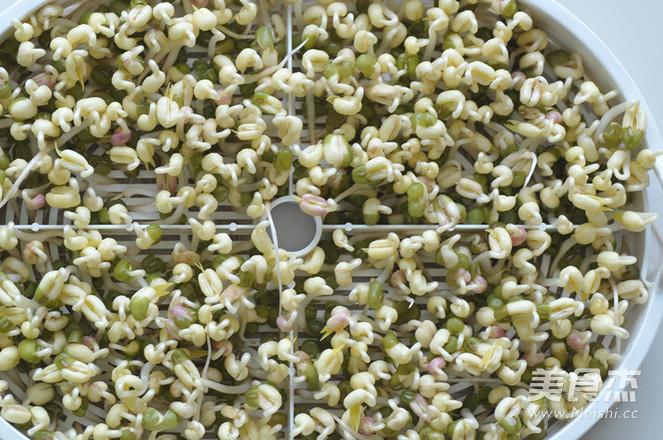 春天种豆芽的做法