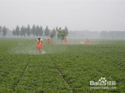 怎样种花生可以高产