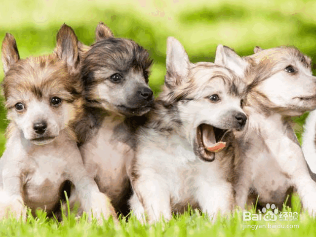 夏季养狗的注意事项