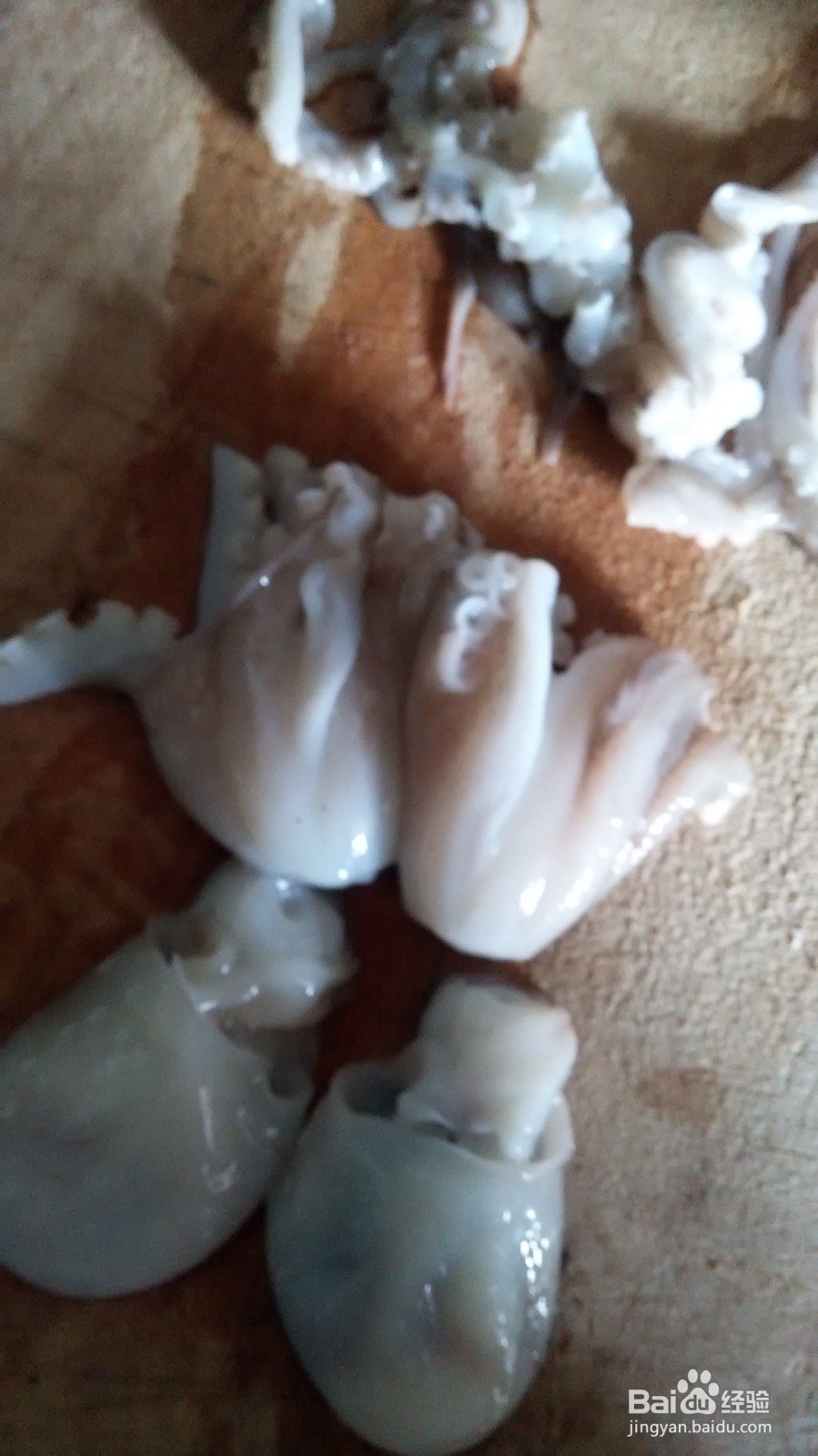 章鱼炖萝卜的做法