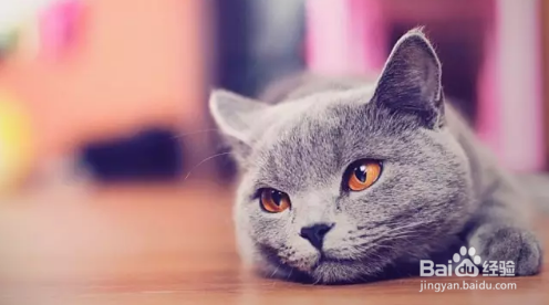 对很多养宠物家庭来说，怀孕了能不能养宠物？