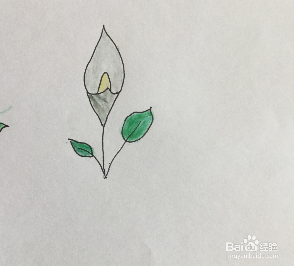 马蹄莲简笔画