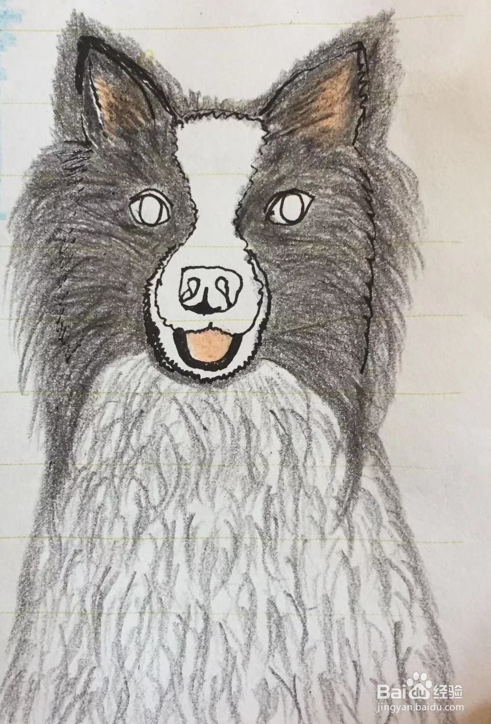 插画教程之边牧犬