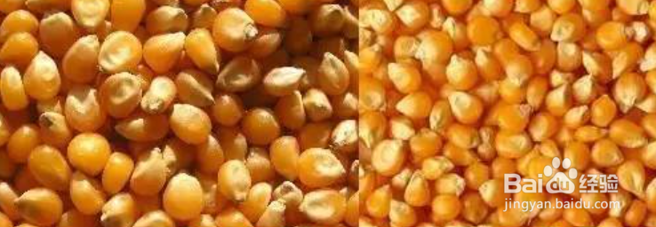 如何正确辨别玉米等级?