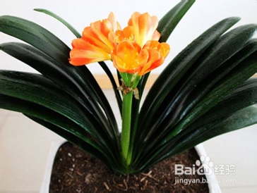 君子兰的养护