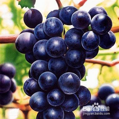 植物花青素如何左右人体的健康？