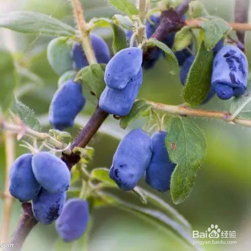 山茄子的食用方法