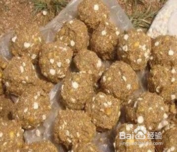 秋天钓鳊魚技巧