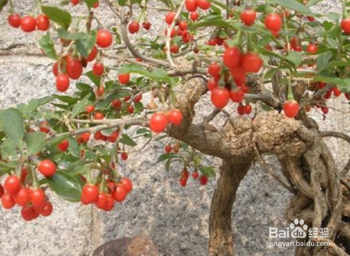 枸杞盆景怎么修剪
