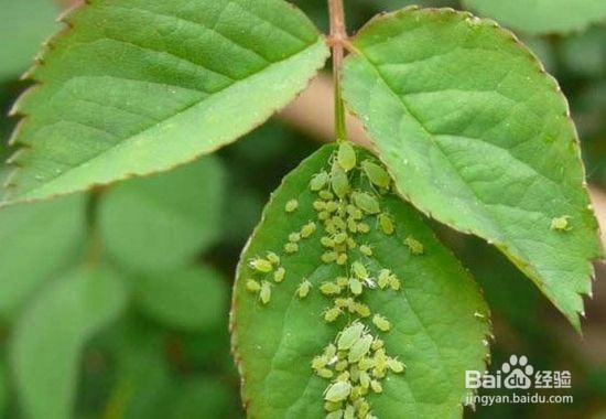 食蝇草怎么养护