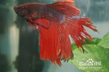 鱼烂尾怎么引起的