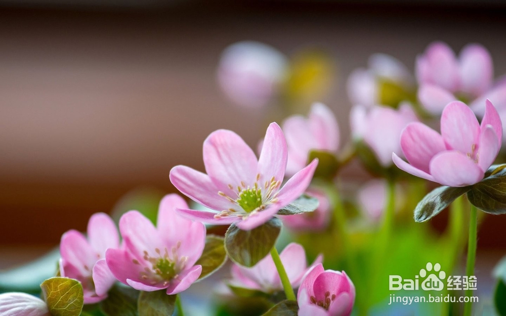 怎么去除青春痘印