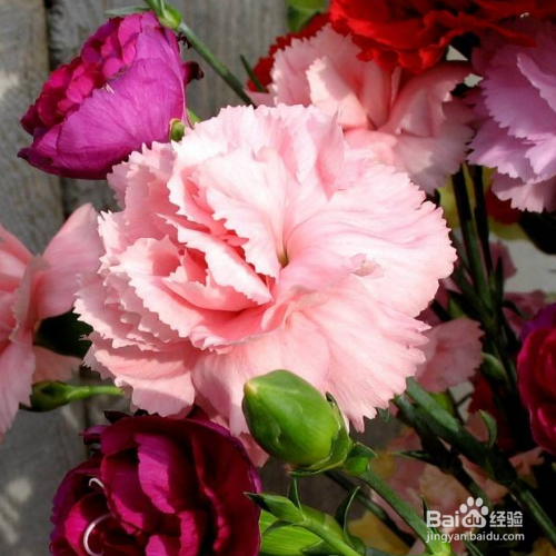 康乃馨怎么种,存活率高吗