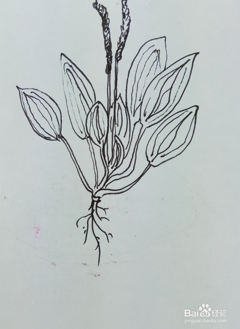 怎样画简笔画“车前草”？