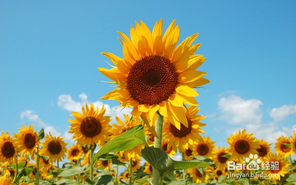 痤疮症状与防治