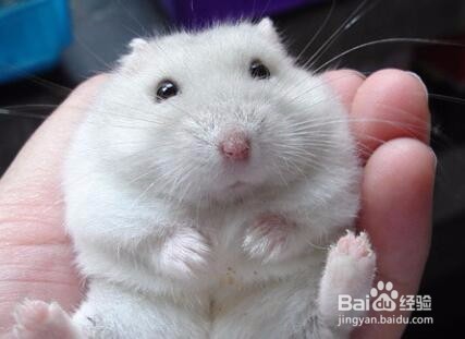 仓鼠粮食怎么保存