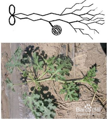 西瓜剪枝技术图解图片