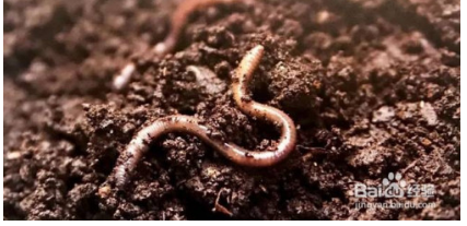 大岩桐花怎么养