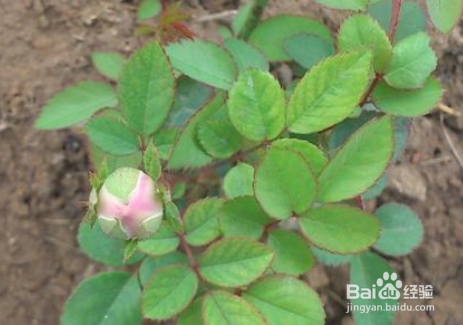 月季开过花后怎么修剪才能月月开花