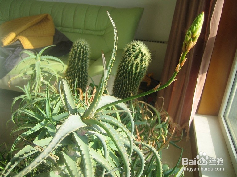 #首晒#怎样用数码相机拍芦荟开花