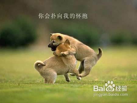 狗狗的产后产褥热