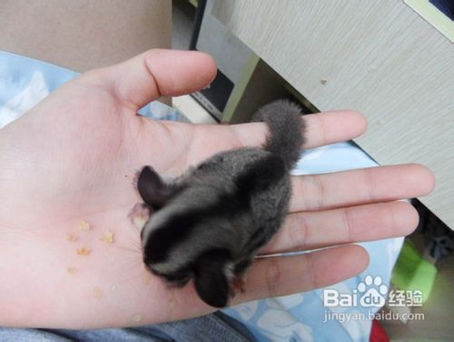 养蜜袋鼯的新人们要准备哪些思想?