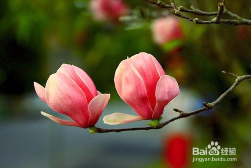 木兰的家庭养殖方法