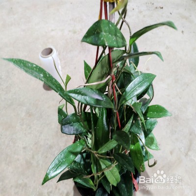 心叶球兰怎样养