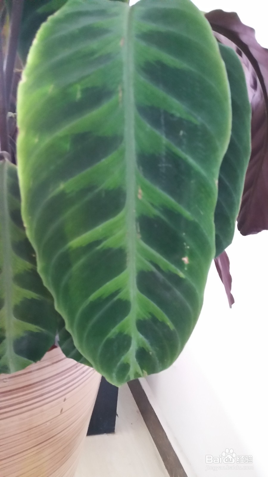 天鹅绒竹芋叶边干枯的处理