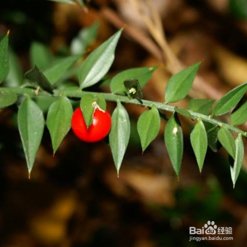 假叶树的养殖方法和注意事项