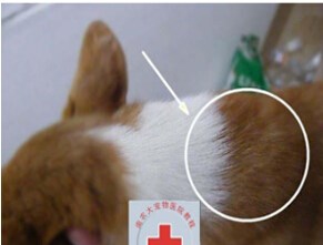 狗狗打疫苗应该怎么打