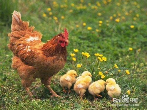 如何分辨小鸡公母，小鸡怎么看公母？