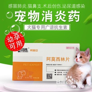 猫咪嗓子哑了怎么办
