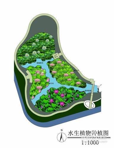 水生植物种植公司的选择技巧