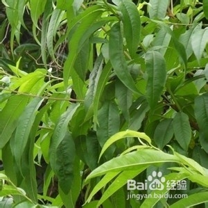 痔疮流血怎么办