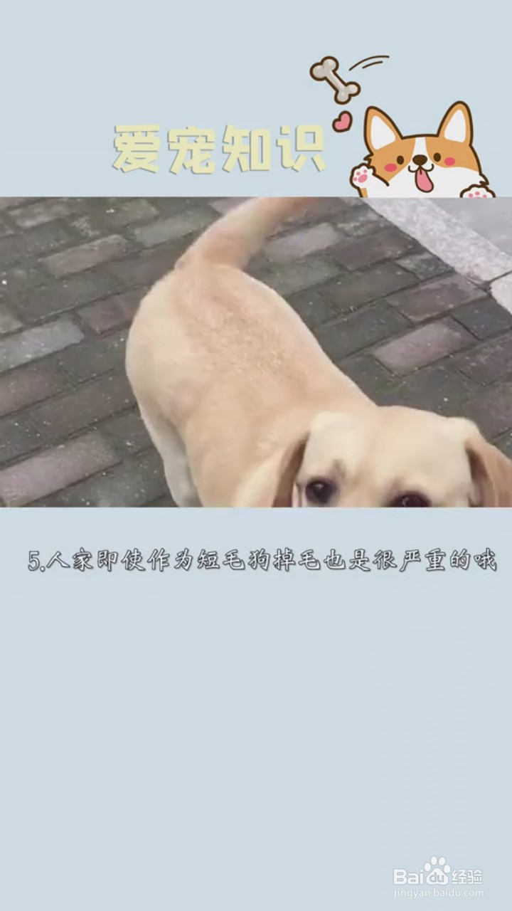 如何正确饲养拉布拉多