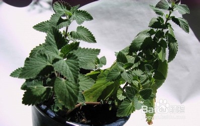 夏天防止蚊虫叮咬的方法?