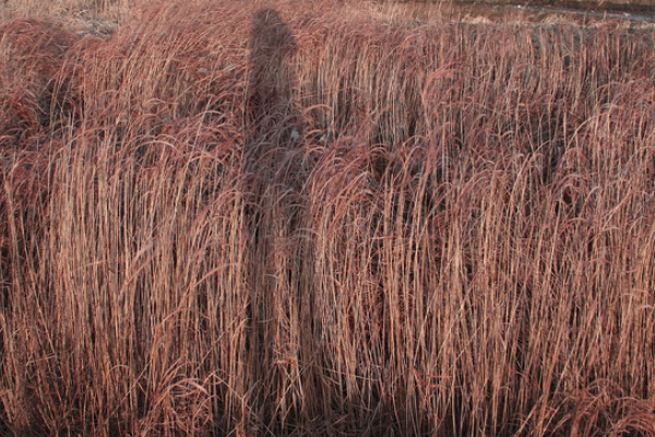 大海和天空也像起了火似的通红一片，事拟人句吗
