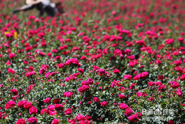 女人贫血吃点什么好（二）