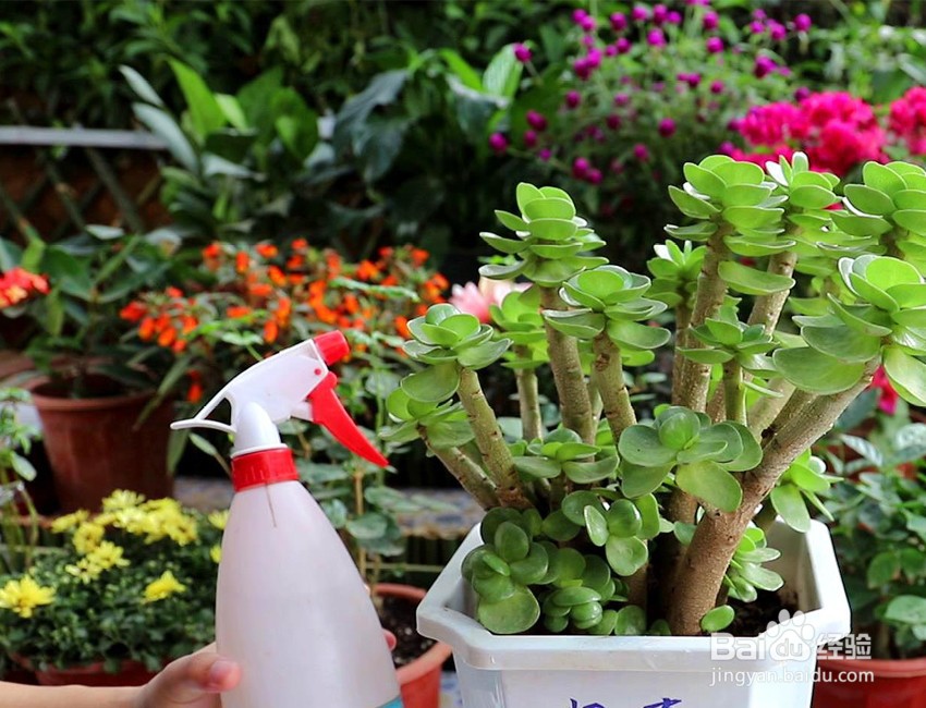 多肉夏天浇水的正确方法